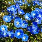 Morning Glory Heavenly Blue