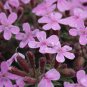 Soapwort Seeds Saponaria ocymoides 100 Seeds