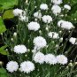 Tall White Bachelor Button  250 Seeds
