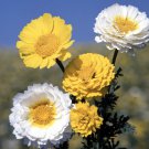 Garland Crown Daisy Flower Seeds Chrysanthemum