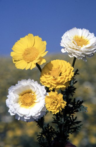 Garland Crown Daisy Flower Seeds Chrysanthemum
