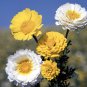 Garland Crown Daisy Flower Seeds Chrysanthemum