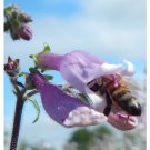Beardtongue, Hairy (Penstemon hirsutus) Flower Seeds