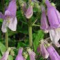 Beardtongue, Hairy (Penstemon hirsutus) Flower Seeds