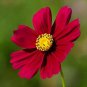 Cosmos Red Dazzler (Cosmos bipinnatus) 100 Flower Seeds