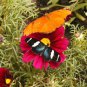 Cosmos Red Dazzler (Cosmos bipinnatus) 100 Flower Seeds