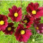 Cosmos Red Dazzler (Cosmos bipinnatus) 100 Flower Seeds