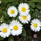Single White English Daisy Seeds Bellis perennis