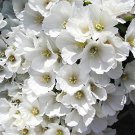 Godetia White Flower Seeds. 1000 Seeds.