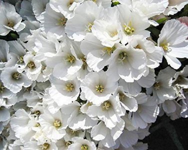 Godetia White Flower Seeds. 1000 Seeds.