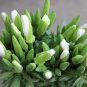 Godetia White Flower Seeds. 1000 Seeds.
