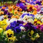 Swiss Giants Pansy Seed Mix Viola wittrockiana