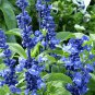 Blue Sage Seeds (Salvia farinacea) 100 seeds