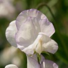High Scent Sweet Pea Seeds Lathyrus odoratus