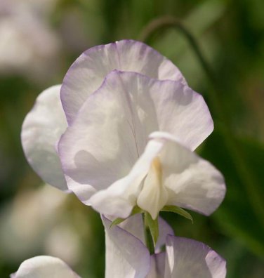 High Scent Sweet Pea Seeds Lathyrus odoratus