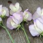 High Scent Sweet Pea Seeds Lathyrus odoratus