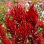 Celosia Scarlet Plume .004oz Approx (100) Seeds