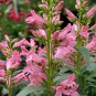Penstemon Pink Palmers Palmeri Flower Seeds