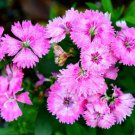 Fringed Pinks (Dianthus superbus) Flower Seeds. 100 Seeds
