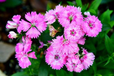 Fringed Pinks (Dianthus superbus) Flower Seeds. 100 Seeds