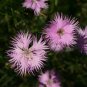 Fringed Pinks (Dianthus superbus) Flower Seeds. 100 Seeds