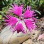 Fringed Pinks (Dianthus superbus) Flower Seeds. 100 Seeds