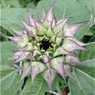 Sun-Fill Purple Sunflower 10 Seeds