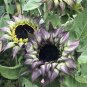 Sun-Fill Purple Sunflower 10 Seeds