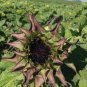 Sun-Fill Purple Sunflower 10 Seeds