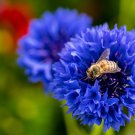 Dwarf Blue Bachelor Button Cornflowers. 1gr Approx 250 Seeds.