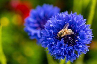 Dwarf Blue Bachelor Button Cornflowers. 1gr Approx 250 Seeds.
