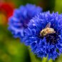 Dwarf Blue Bachelor Button Cornflowers. 1gr Approx 250 Seeds.