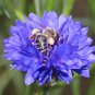 Dwarf Blue Bachelor Button Cornflowers. 1gr Approx 250 Seeds.