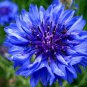 Dwarf Blue Bachelor Button Cornflowers. 1gr Approx 250 Seeds.
