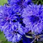 Dwarf Blue Bachelor Button Cornflowers. 1gr Approx 250 Seeds.