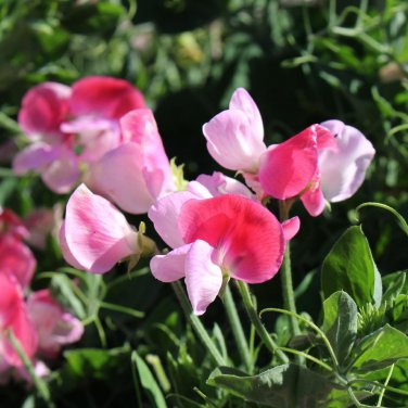 ** NEW** Cupid Pink Dwarf Sweet Pea Seeds Lathyrus odoratus Seeds