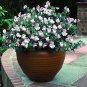 ** NEW** Cupid Pink Dwarf Sweet Pea Seeds Lathyrus odoratus Seeds
