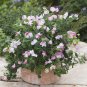 ** NEW** Cupid Pink Dwarf Sweet Pea Seeds Lathyrus odoratus Seeds