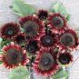 ProCut Red Sunflower Seeds Free 10 Seeds
