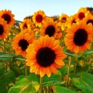 ProCut Orange Splendor Sunflower 10 Seeds