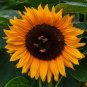 ProCut Orange Splendor Sunflower 10 Seeds