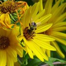 Maximilian Sunflower Seeds Helianthus annuus  25 Seeds