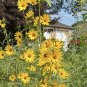Maximilian Sunflower Seeds Helianthus annuus  25 Seeds