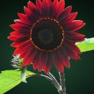 Chocolate Cherry Sunflower, Helianthus annuus  25 Seeds