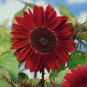 Chocolate Cherry Sunflower, Helianthus annuus  25 Seeds