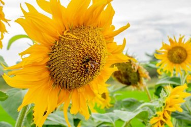 Giant Mammoth Grey Stripe Sunflower 25 Seeds Helianthus annuus