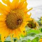 Giant Mammoth Grey Stripe Sunflower 25 Seeds Helianthus annuus