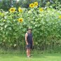 Giant Mammoth Grey Stripe Sunflower 25 Seeds Helianthus annuus