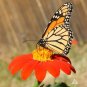 Mexican Sunflower Tithonia Rotundifolia 25 Seeds