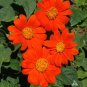Mexican Sunflower Tithonia Rotundifolia 25 Seeds
